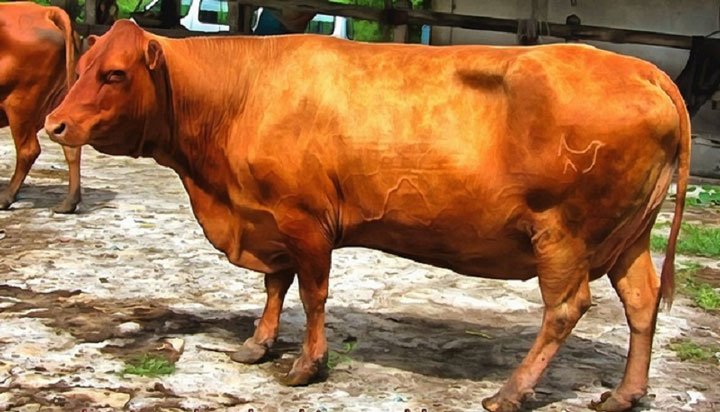 vaca de la raza Romosinuano usada en ganadería regenerativa