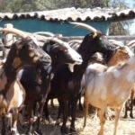 ganado caprino- ganadería regenerativa