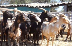 ganado caprino- ganadería regenerativa