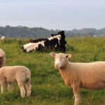 ganado vacuno - ganadería regenerativa - pastos y forrajes