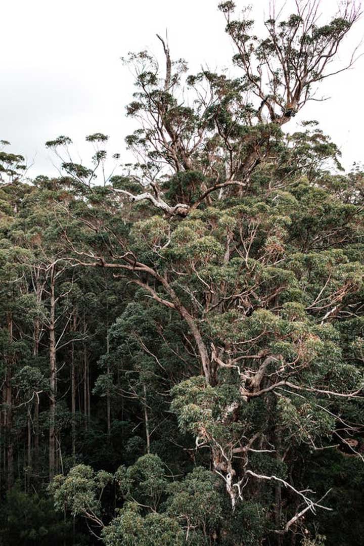 bosque de árboles en la ganadería regenerativa