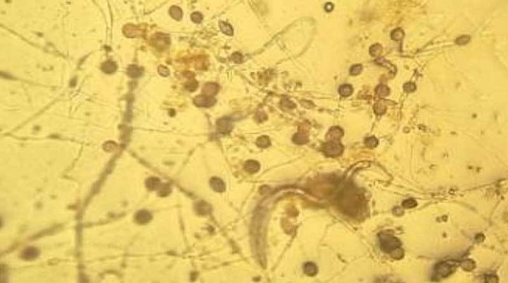 micelios de hongos usados en ganadería regenerativa