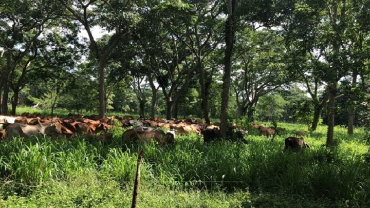 animales pastoreando en ganadería regenerativa