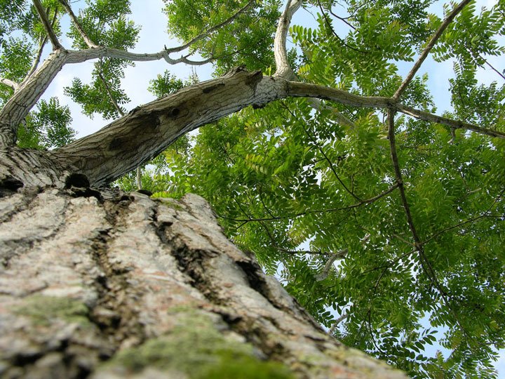 vista del árbol de cedro 