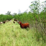 ganado vacuno - ganadería regenerativa - bancos de proteína
