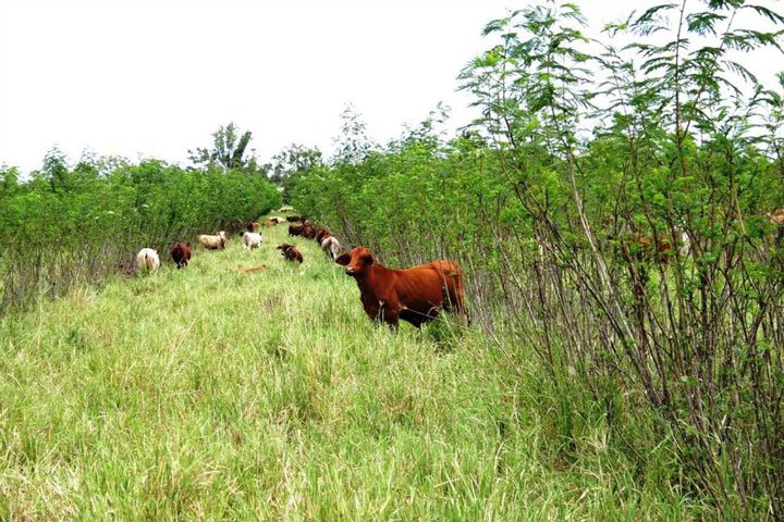 vacas en potrero mixto gramineas-leguminosas como parte de la ganadería regenerativa