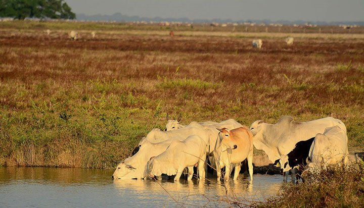 ganado bebiendo agua de embalse natura en la ganadería regenerativa