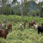 ganado vacuno - ganadería regenerativa - bancos de proteína