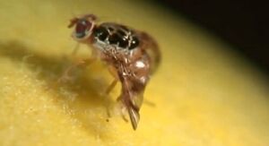 Mosca de la Fruta en 2 minutos