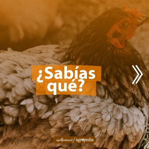gallina ponedora