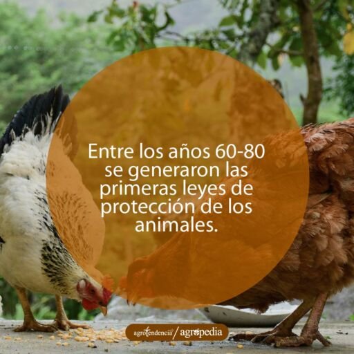 2 gallinas comiendo granos de maíz en bienestar