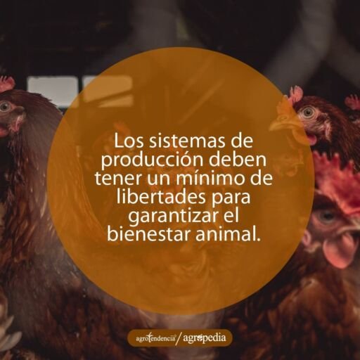 gallinas rojizas en bienestars