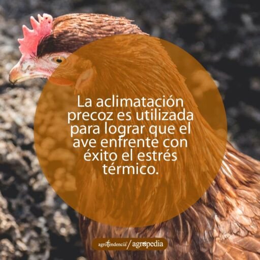 una gallina vista desde arriba