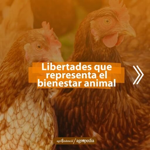 dos gallinas en condiciones de bienestar