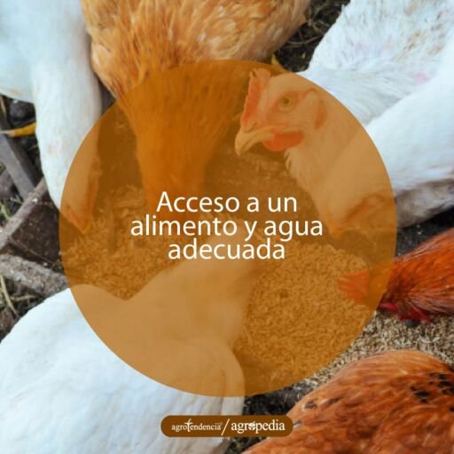 gallinas blancas y rojizas comiendo cereales en condiciones de bienestar