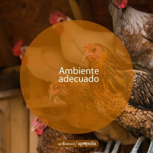 gallinas paradas y echadas en condición de bienestar