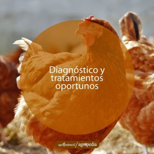 gallinas rojizas