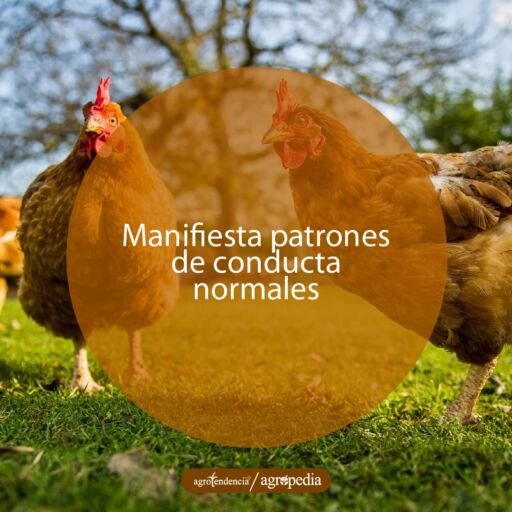 dos gallinas pastoreando en condiciones de bienestar
