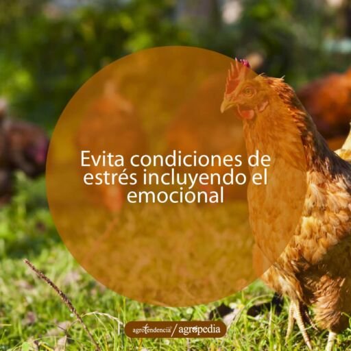 una gallina y grupo de gallinas sobre césped en condiciones de bienestar