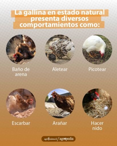 Fotos de comportamientos de las gallinas en condiciones de bienestar