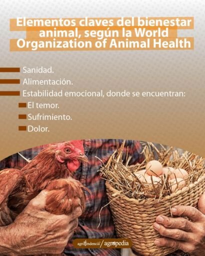 un hombre sosteniendo una gallina y una cesta con huevos