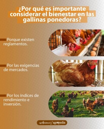fotos de gallinas en bienestar