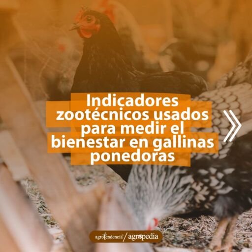 dos gallinas negras en tierra y en condiciones de bienestar
