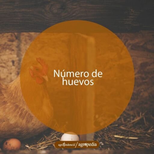 una gallina empollando huevos