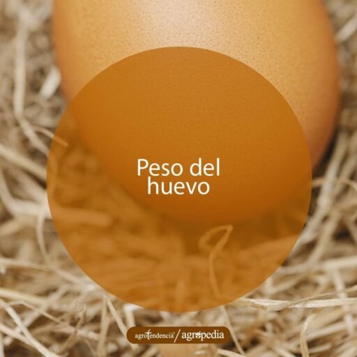un huevo