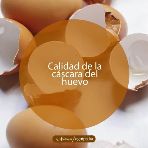 cáscaras de huevos de gallina