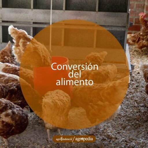 gallinas comiendo de un comedero rojo colgante en condiciones de bienestar