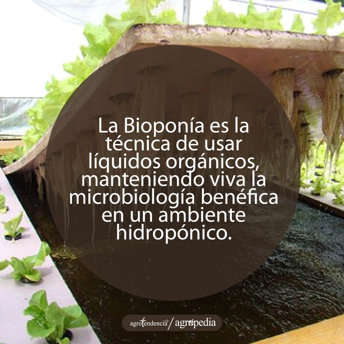 bandeja de plántulas encima de bioles