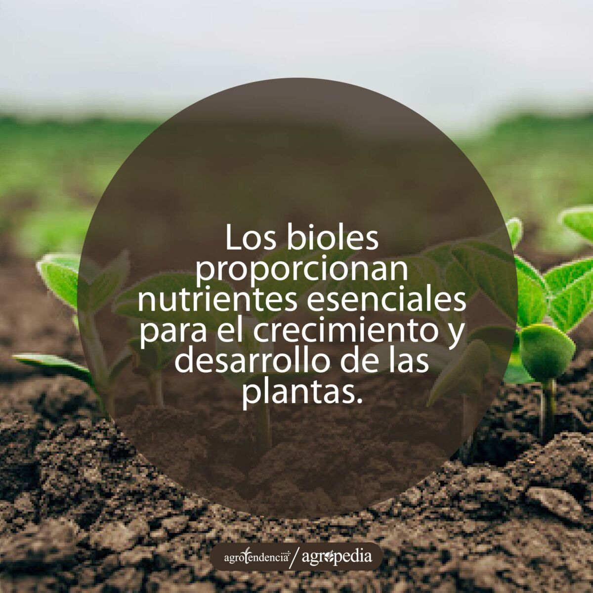 plántulas entre bioles