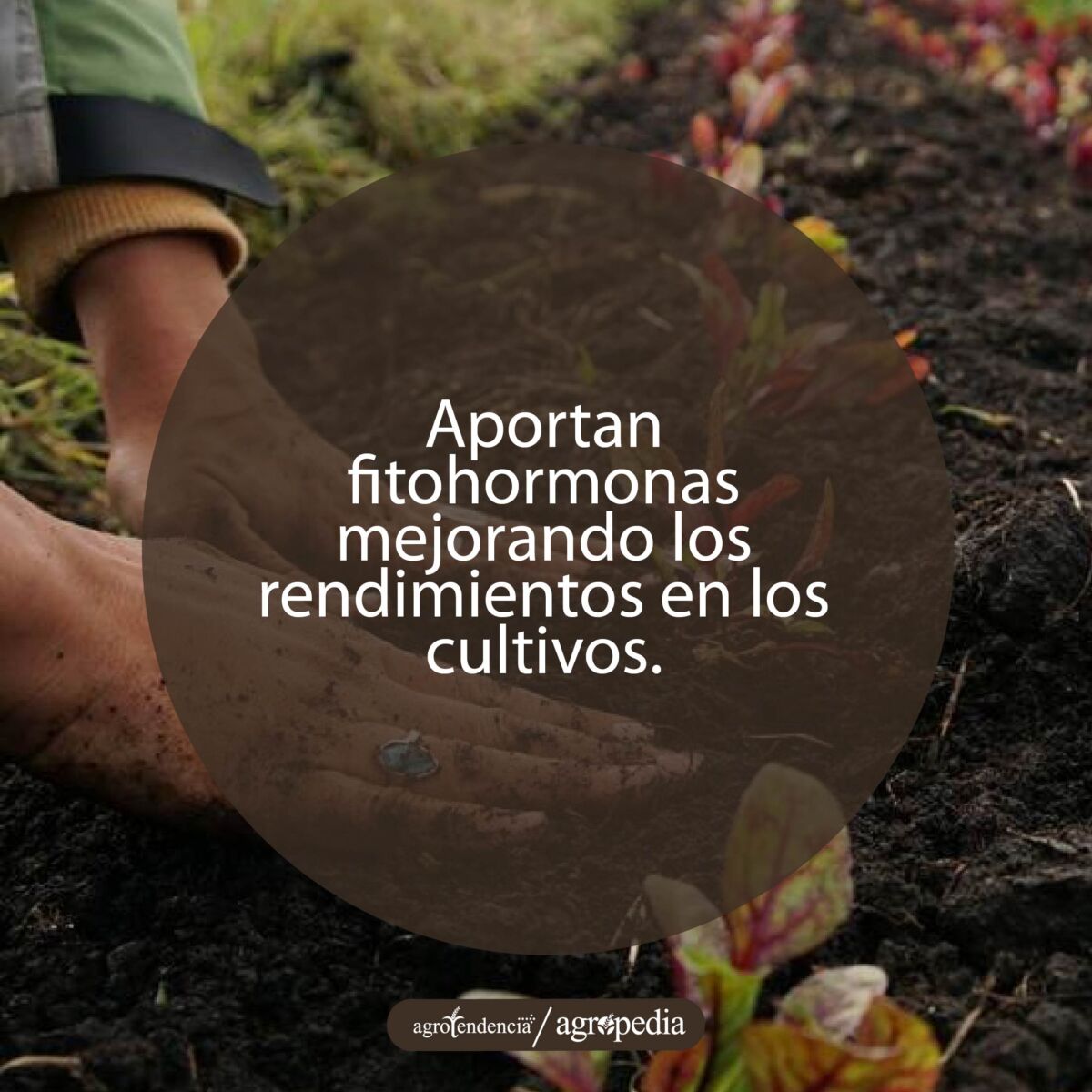 manos usando bioles en siembra de un cultivo