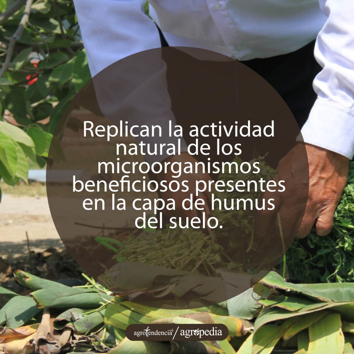 manos preparando bioles con plantas