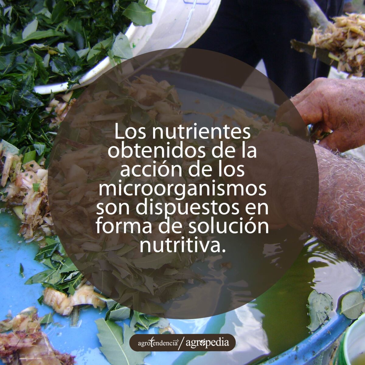 manos cortando vegetales para hacer bioles