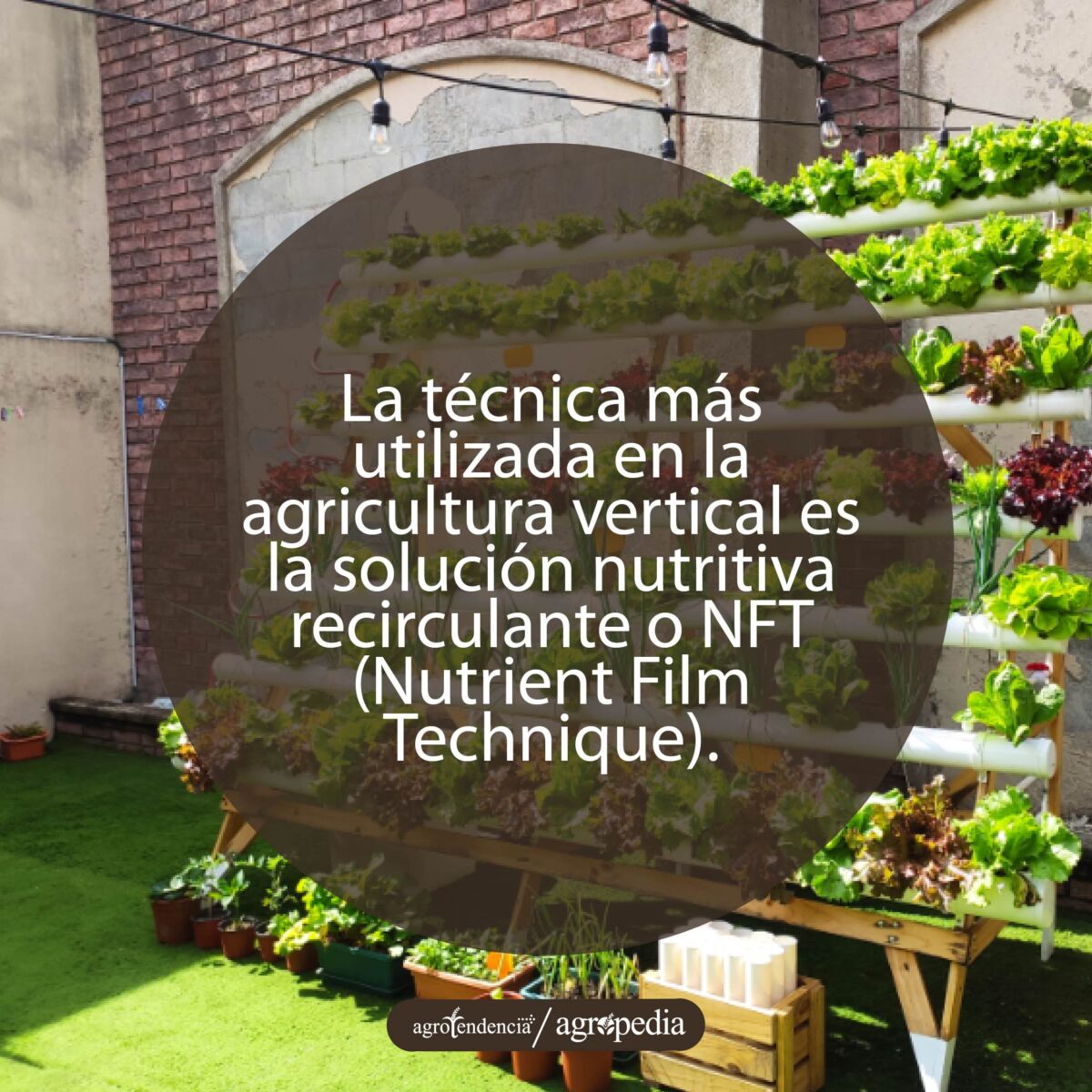 los bioles en NFT