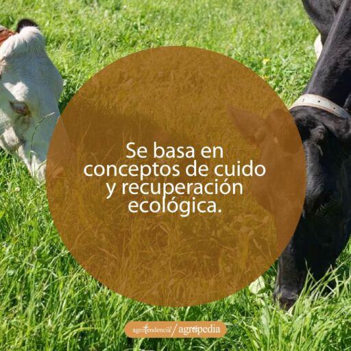 dos cabezas de ganado comiendo pasto