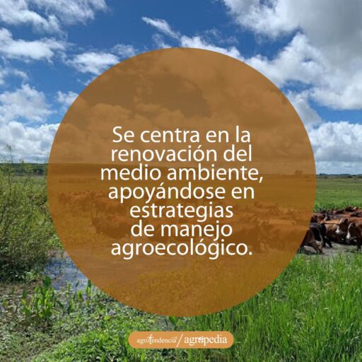 ganado en sabana bajo enfoque de ganadería regenerativa
