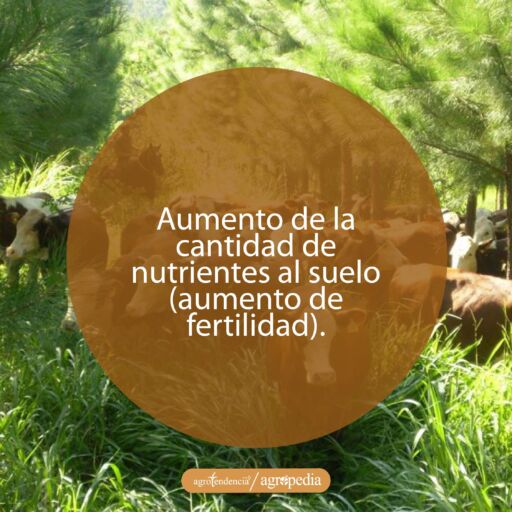 ganado entre pastizales y arboles bajo enfoque de ganadería regenerativa
