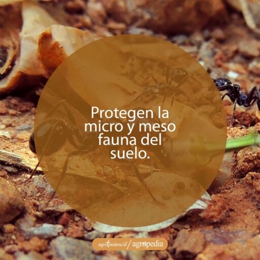 hormigas en el suelo