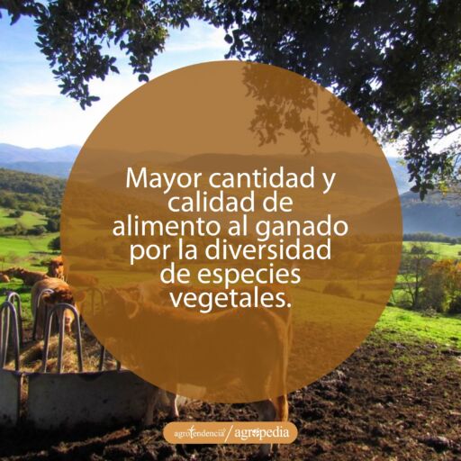 ganado comiendo pasto