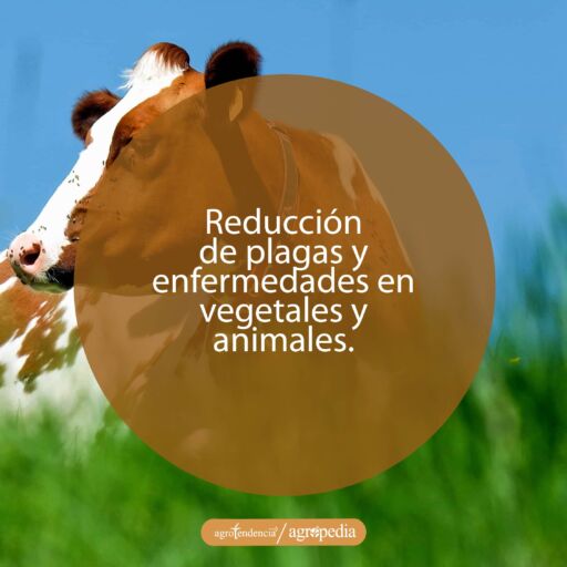 una vaca marrón con blanco