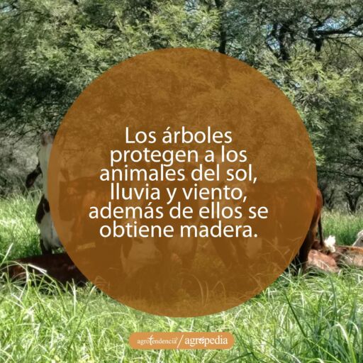 ganado echado bajo los arboles