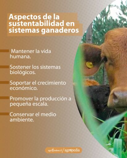 una vaca mirando al frente