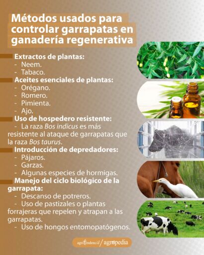 fotos de métodos usados para control de garrapatas en ganadería regenerativa