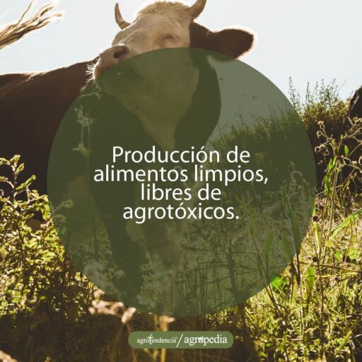 un toro rojizo con cabeza blanca con rama en el hocico