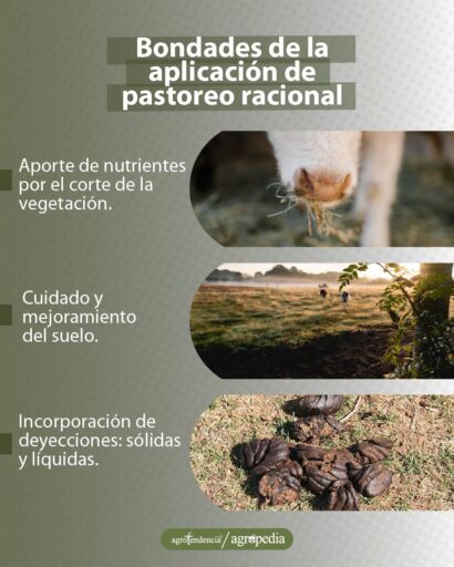 fotos de las bondades del pastoreo racional