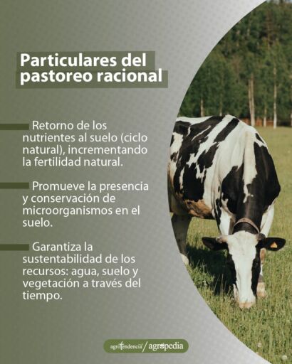 una vaca holteins pastoreando bajo enfoque de pastoreo racional
