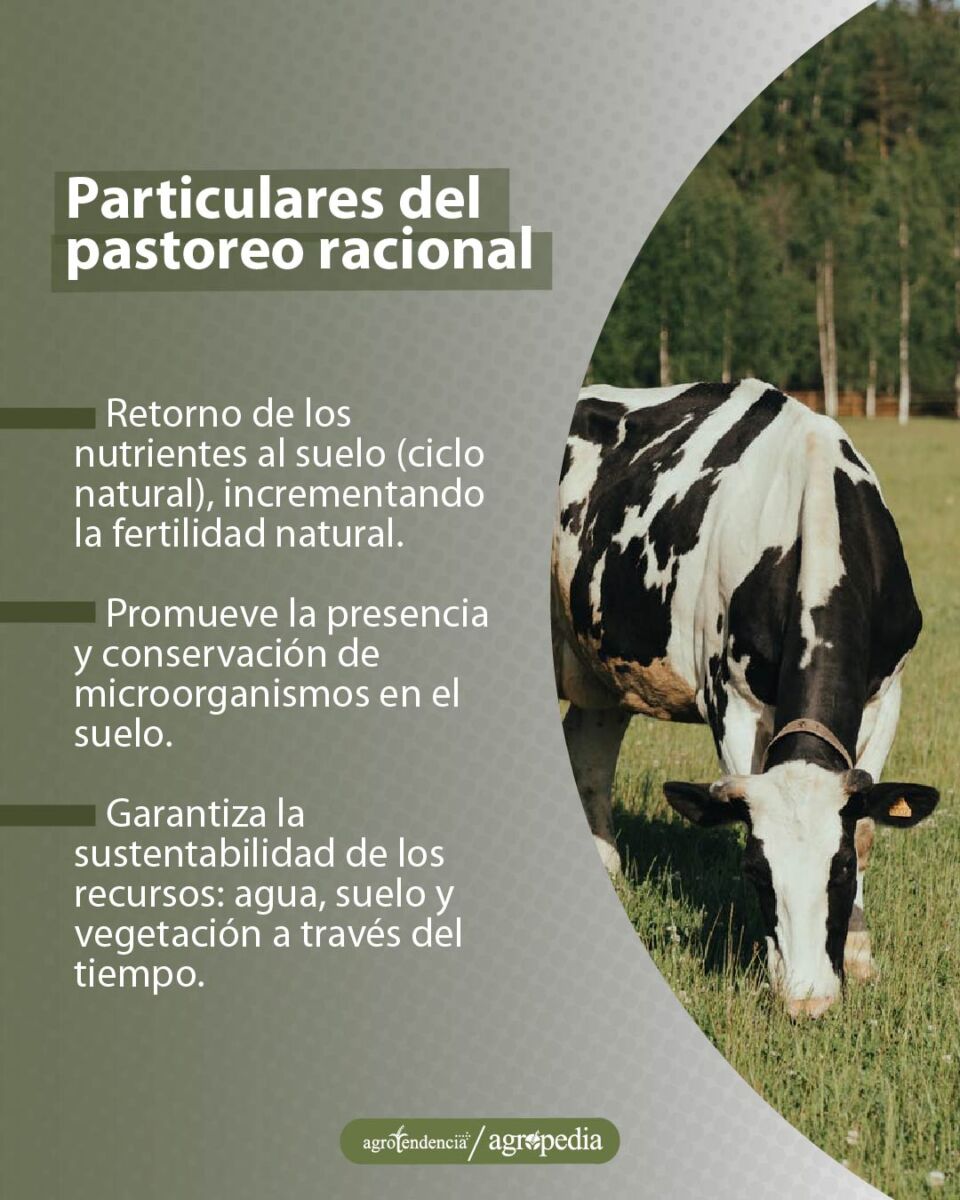 una vaca holteins pastoreando bajo enfoque de pastoreo racional